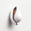 PRINT WHITE SEASHELL